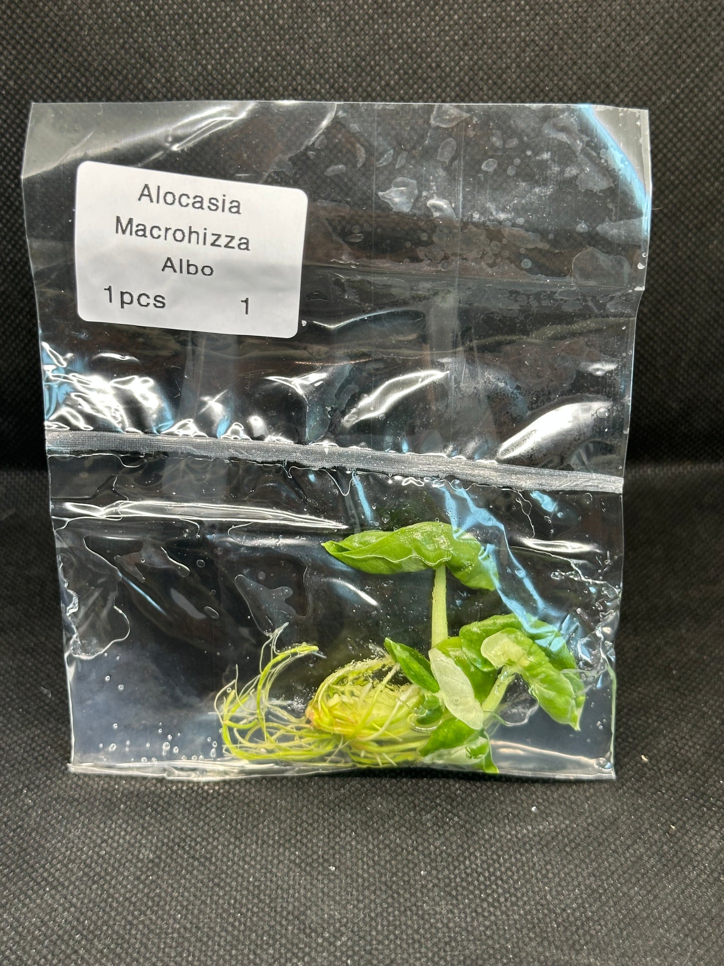 Alocasia macrohizza albo variegata TC