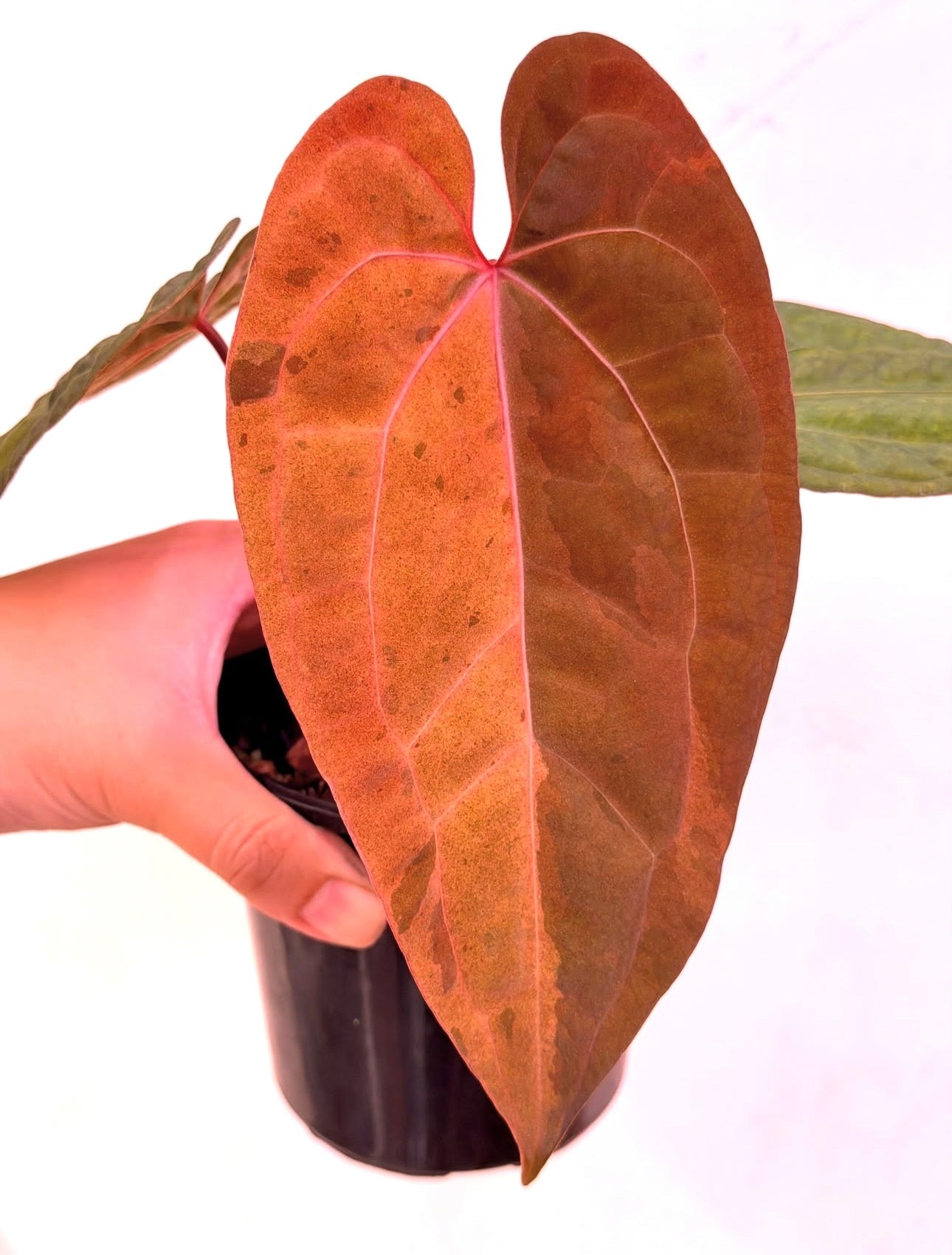 Anthurium Red Lava x Orange Spider
