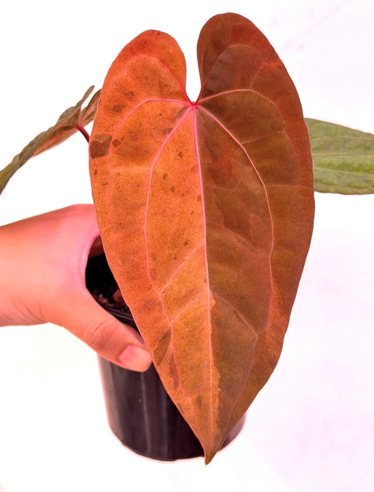 Anthurium Red Lava x Orange Spider