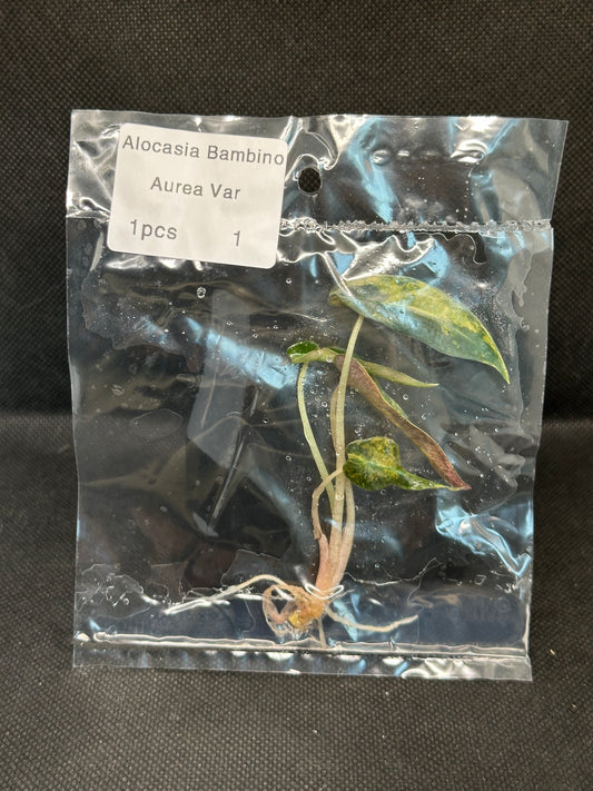 Alocasia Bambino Aurea Variegata TC