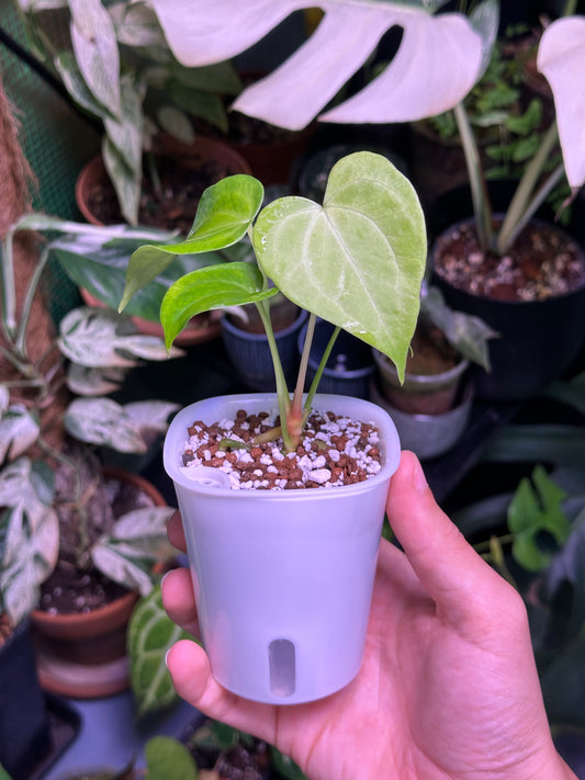 Pot à mèche