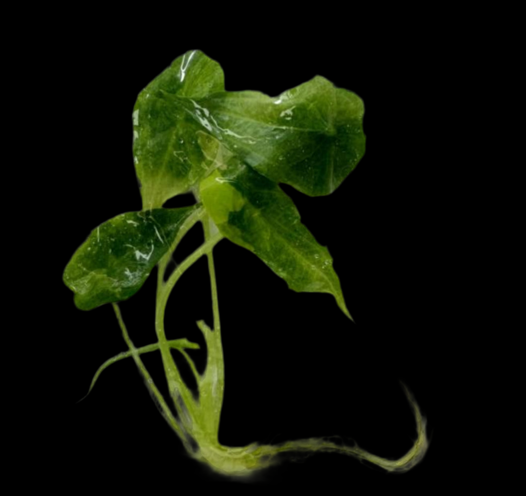 Alocasia Dragon Breath Aurea Var TC Précommande