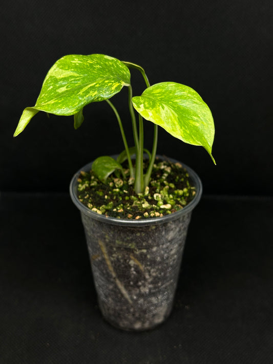 Monstera Electrolight Tricolore