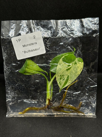 Monstera Bulbasaur TC Précommande