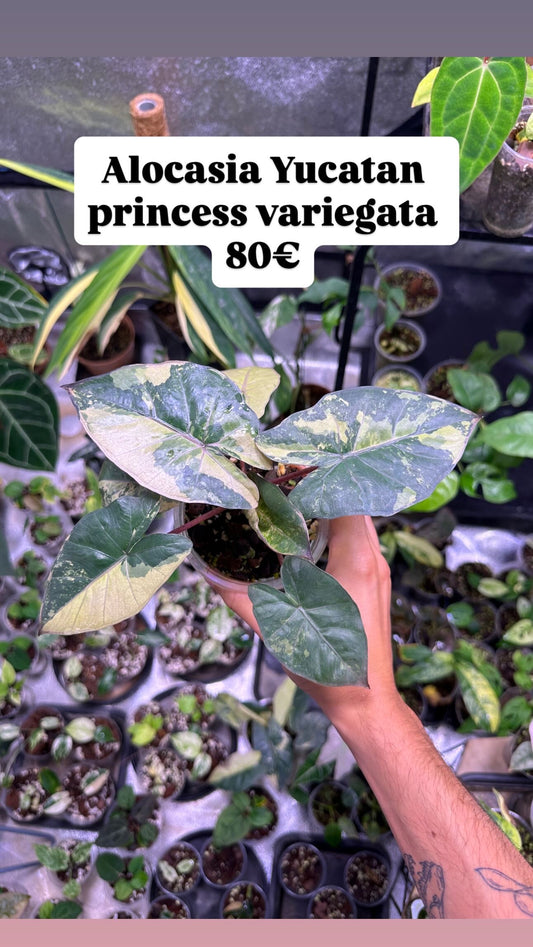 Alocasia Yucatan Princess Variegata