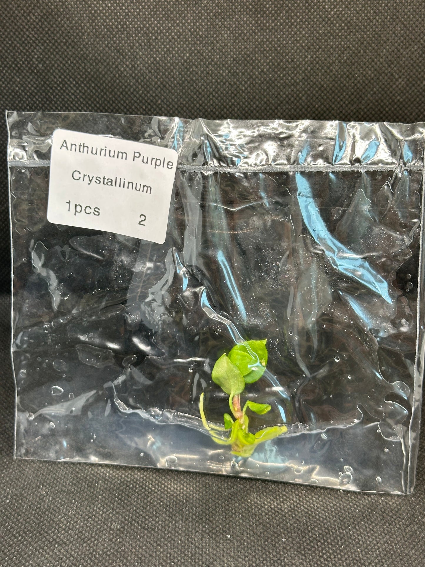 Anthurium purple crystallinum TC