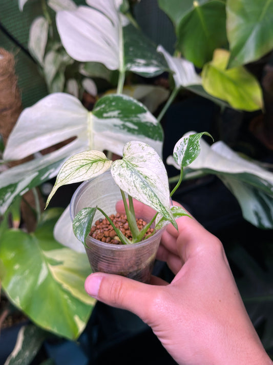 Monstera Deliciosa Mint