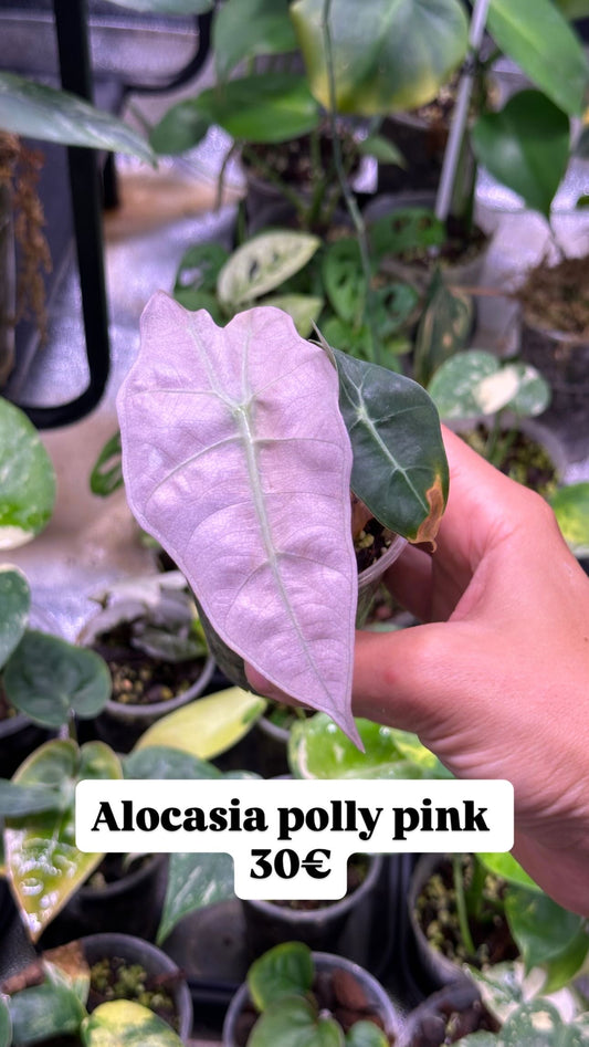 Alocasia Polly Pink Mint