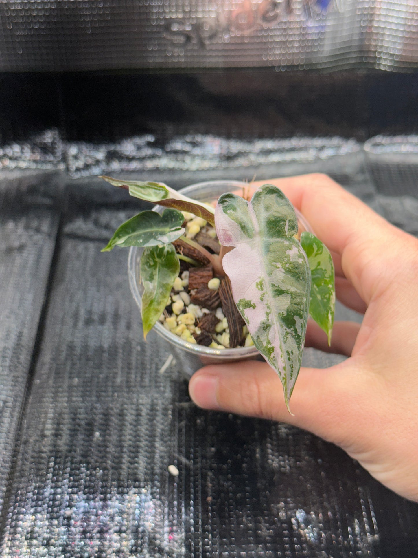 Alocasia bambino pink variegata