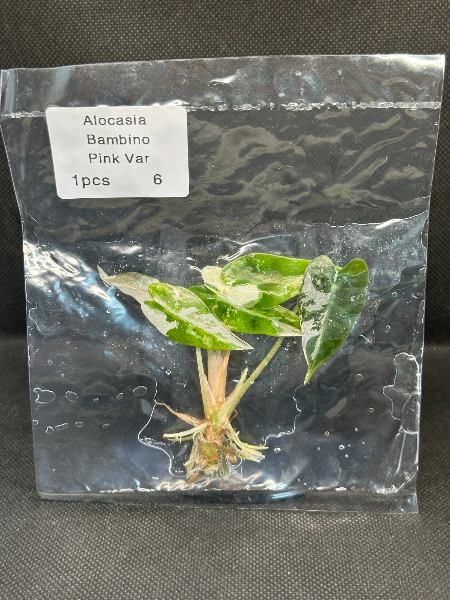 Alocasia Bambino Pink Variegata TC
