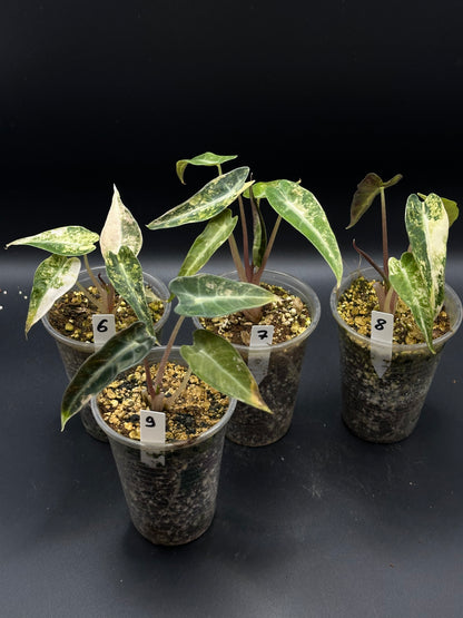 Alocasia Bambino Aurea