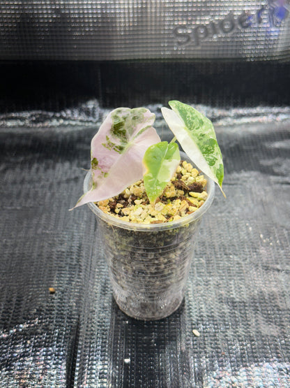 Alocasia polly pink snowflake