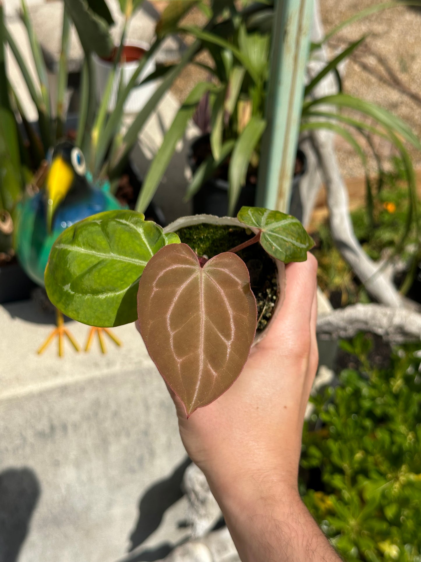 Anthurium Red Crystal