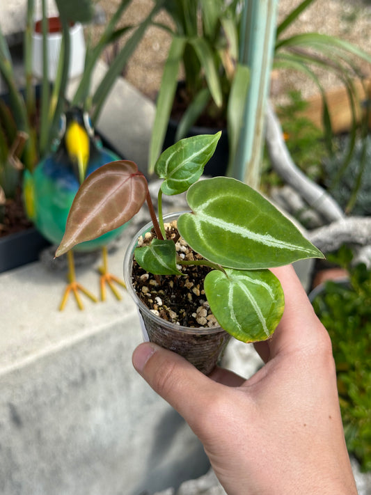 Anthurium FTG X Dorayaki