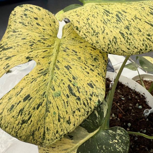 Monstera Star Shadow TC Précommande