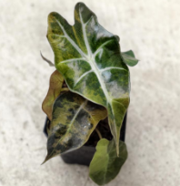 Alocasia Polly Aurea TC Précommande
