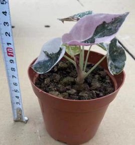 Alocasia Cuprea Pink Variegata TC précommande