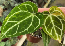 Anthurium Crystallinum Var TC Précommande