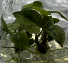 Anthurium Crystallinum Var TC Précommande