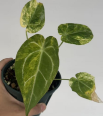 Anthurium Magnificum X Forgetii Var TC Précommande