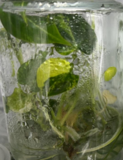 Anthurium Magnificum X Forgetii Var TC Précommande