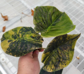 Alocasia Cuprea Latte Gold Var TC précommande