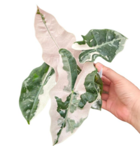 Alocasia Pseudo Sanderiana Pink Var TC Précommande