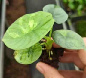 Alocasia Nébula Mint Var TC Précommande
