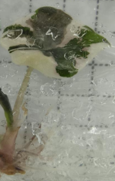 Alocasia Chantrieri Pink Var TC Précommande