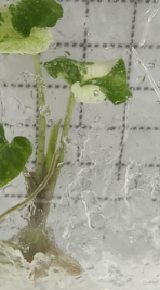 Alocasia Brancifolia Albo Var TC Précommande