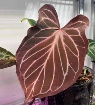 Anthurium King Of Spades butterfly leaf TC précommande