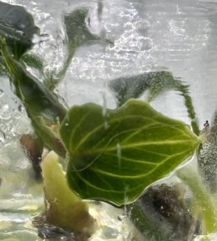 Anthurium King Of Spades butterfly leaf TC précommande