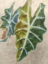 Alocasia Polly Aurea TC Précommande