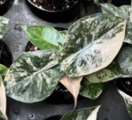 Alocasia Wentii Pink TC Précommande