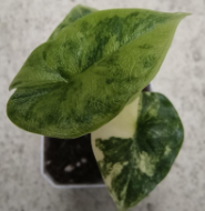 Alocasia Melo aurea Var TC Précommande
