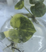 Anthurium King Clarinervium Var TC Précommande