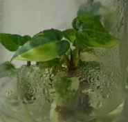 Anthurium Forgetii Var TC Précommande