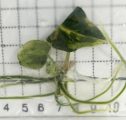 Anthurium Forgetii Var TC Précommande