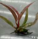 Philodendron Caramel Fire Tiger TC Précommande