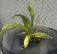 Philodendron Florida X Tortum TC Précommande