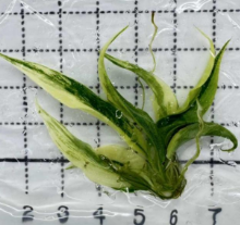 Philodendron Florida X Tortum TC Précommande