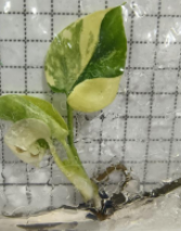 Monstera Pom Pom TC précommande