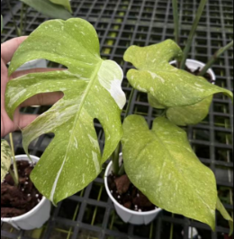 Monstera Lemon Lime Tricolor TC précommande
