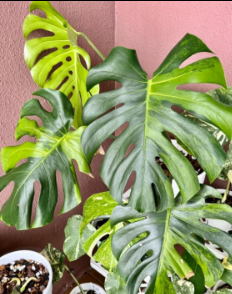 Monstera Deliciosa Green on Green TC précommande