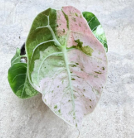 Alocasia Pride of Curup Pink Var TC Précommande