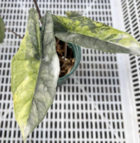 Alocasia Heterophylla Metalic Blue Aurea Var TC Précommande