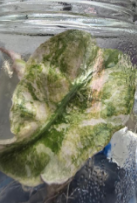 Alocasia Venom Purple Var TC Précommande