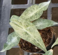 Alocasia Longiloba Black Saturn Stardust Var TC Précommande