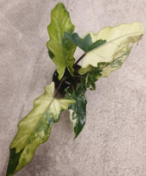 Alocasia Lauterbachiana Var TC Précommande