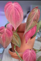 Philodendron Micans Pink Cloud Var TC Précommande